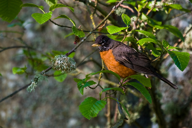 American Robin